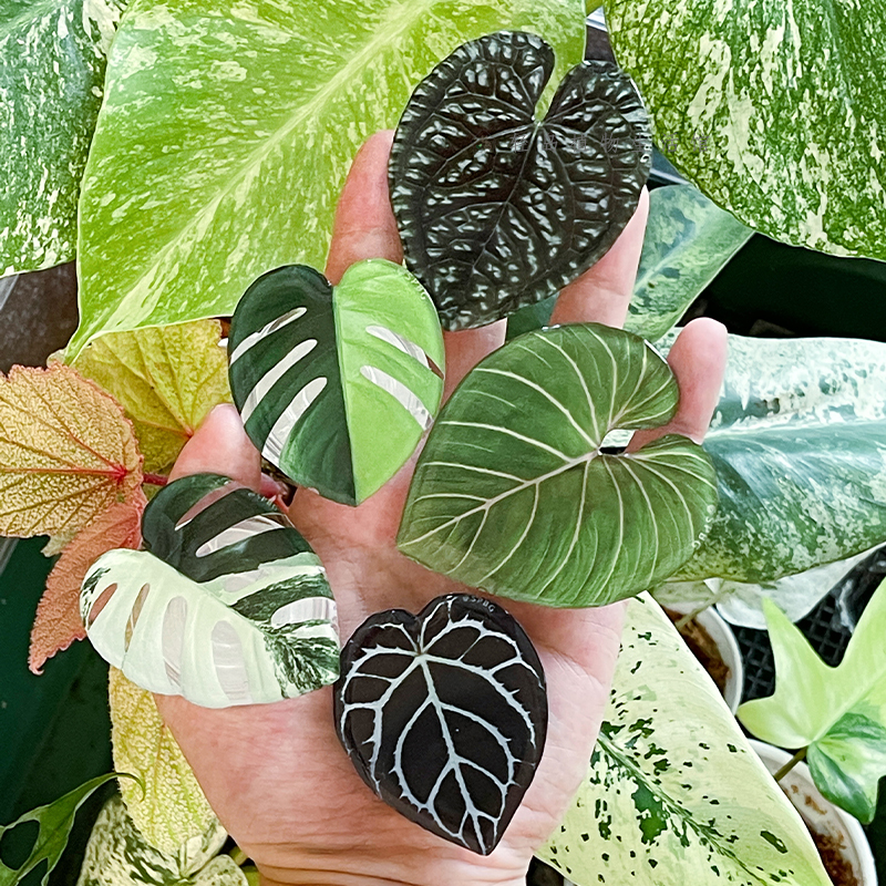 Phone Accessories Vending Machine - Cute Glossy Popular Simulation Leaf Phone